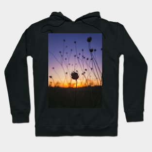 dry scabious Hoodie